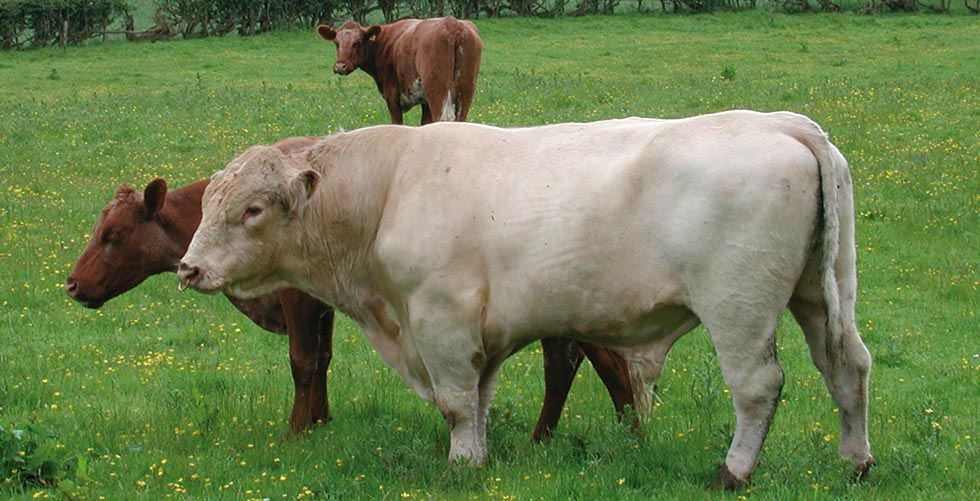 Chapelton Norseman, Foundation  stock bull