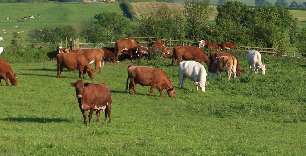 Hallsford Beef Shorthorns - Herd Group
